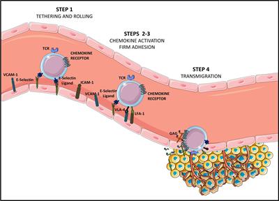 Advances in CAR-T Cell Genetic Engineering Strategies to Overcome Hurdles in Solid Tumors Treatment